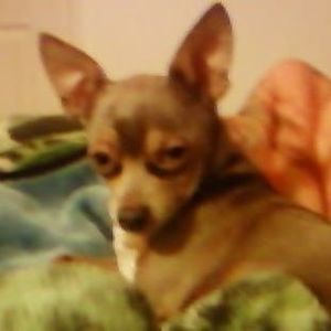 Meet your Posher, Doris